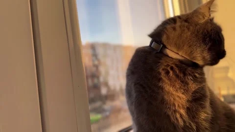 Cat Basking in Evening Sunlight by the Window Stock Footage 308807864