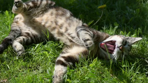 Cat basking in the green grass in a spring day 스톡 동영상 154891806