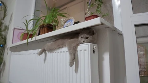 Cat basking in the radiator, winter Video stock 84904819