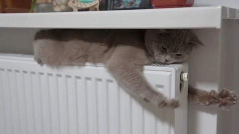 Cat basking in the radiator, winter Stock Footage 84904834
