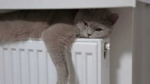 Cat basking in the radiator, winter Stock Footage 84904921