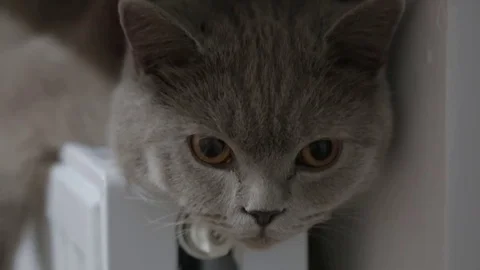 Cat basking in the radiator, winter Stock Footage 84905067