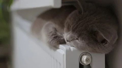 Cat basking in the radiator, winter Stock Footage 84905074