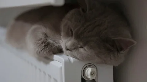 Cat basking in the radiator, winter Stock Footage 84905183