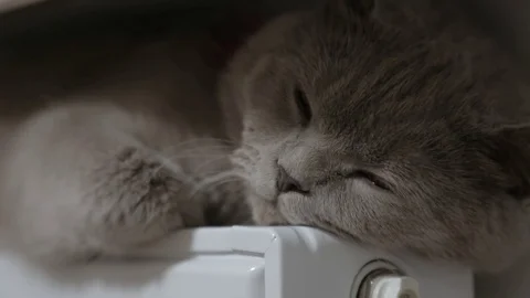 Cat basking in the radiator, winter Stock Footage 84905323