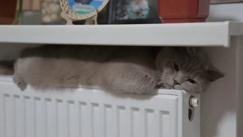Cat basking in the radiator, winter Stock Footage 84905500