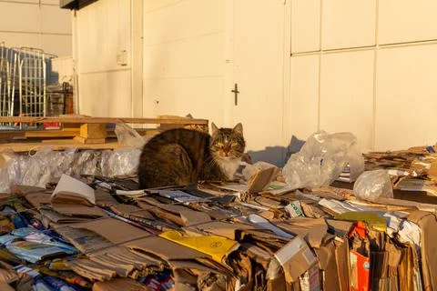 The cat is basking in the rays of the evening sun Stock Photos