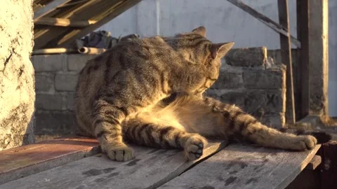 A cat basking in the sun, a cat rubbing its body with its tongue Stock Footage 261840258