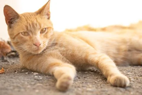 The cat is basking in the sun lying on the ground Stock Photos