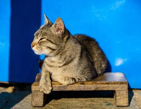 Cat basking in the sun Foto stock
