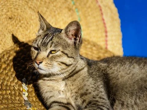 Cat basking in the sun Foto stock