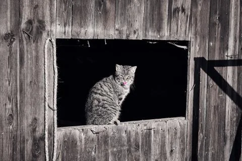 Cat basking in the sun Stock Photos