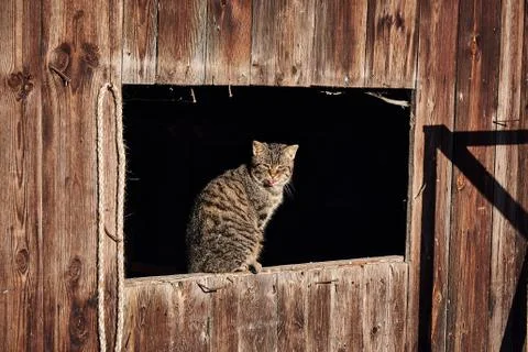 Cat basking in the sun Stock Photos