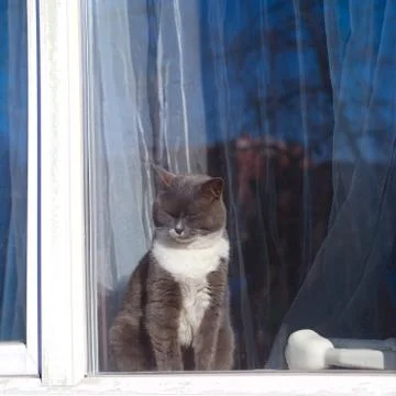 Cat basking in the sun 写真素材
