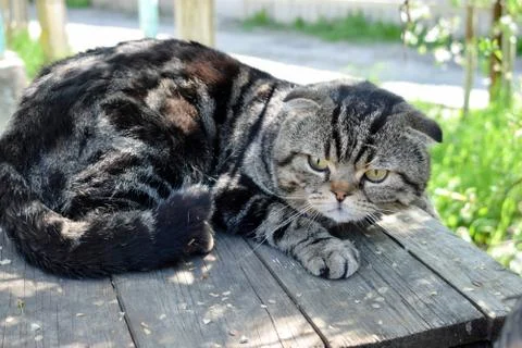 The cat is basking in the sun Stockfoto's