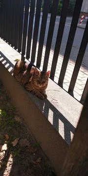 Cat basking in the sun 스톡 사진