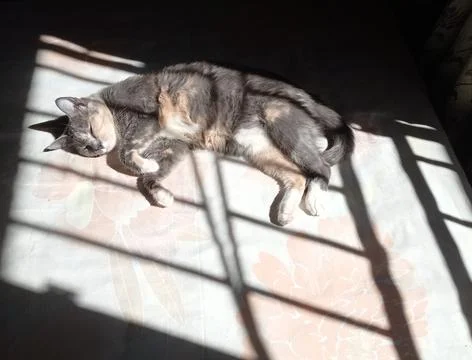 Cat basking in sun Stock Photos