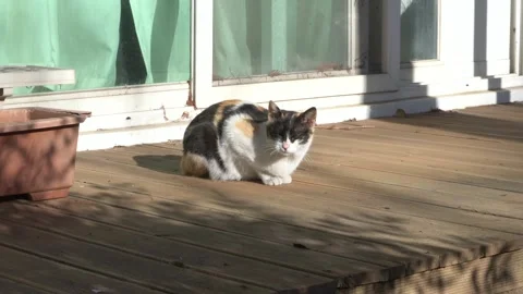 Cat basking in the sunlight Stock Footage 332257558