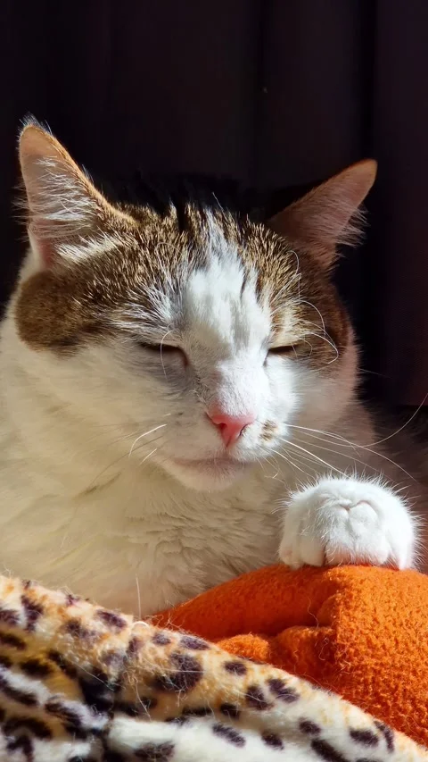 Cat basking in the warm rays of the sun with closed eyes Stock Footage 344859198