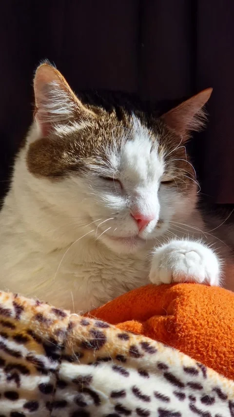 Cat basking in the warm rays of the sun with closed eyes Vídeos de archivo 344859321