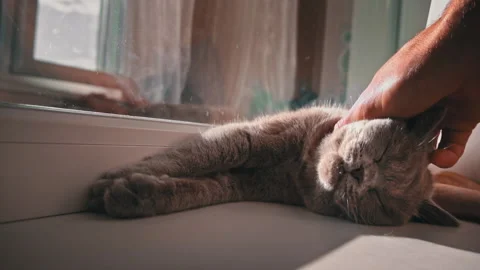 Cat Basks and is Stroked by Male Hands at the Window Video stock 217522843