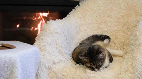 A cat basks in a chair against the backdrop of a burning fireplace Video stock 221316017