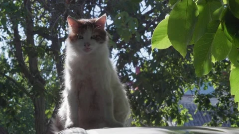 The cat basks in the sun and cleans itself in the sun. Stockbeeldmateriaal 137243611