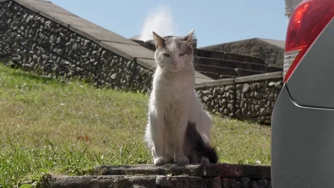 The cat basks in the sun. Stockbeeldmateriaal 115805506
