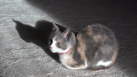 The cat basks in the sun Stock Footage 273611441