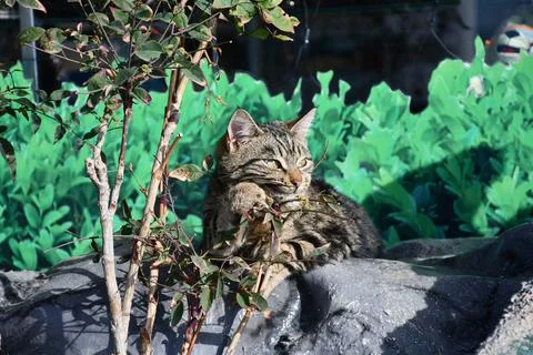 The cat basks in the sun on the stone against the background of green bushes Stock-Fotos