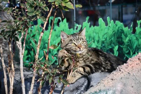 The cat basks in the sun on the stone against the background of green bushes Foto stock