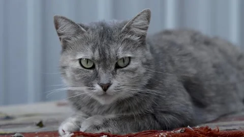 The cat basks in the sun in summer Stock Footage 154427581