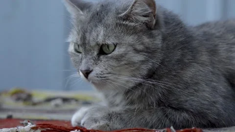 The cat basks in the sun in summer Vídeo Stock 154427587