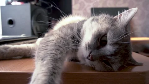 The cat basks in the sun in summer Vídeo Stock 154427927