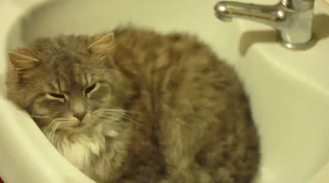 Cat in Bath 1 Stock-Footage 33598824