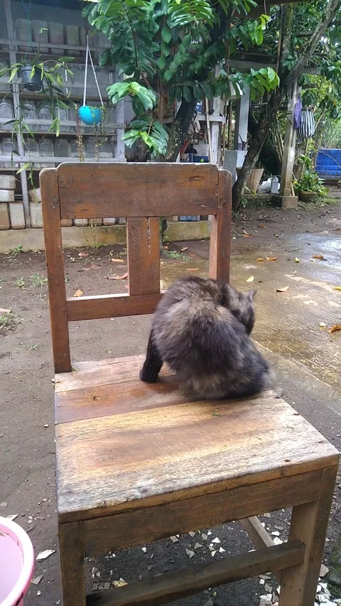 Cat Bath?? Stock Footage 221655627