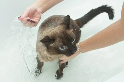 Cat bath. Wet cat.Cat does not like to wash in the bathroom Stock Photos