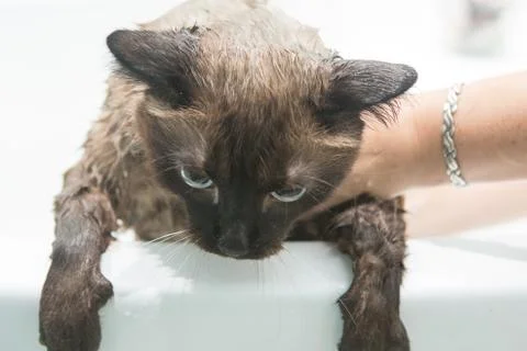 Cat bath. Wet cat.Cat does not like to wash in the bathroom Stock Photos