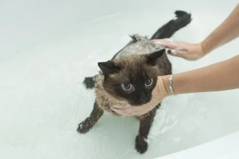 Cat bath. Wet cat.Cat does not like to wash in the bathroom Stock Photos