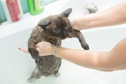 Cat bath. Wet cat.Cat does not like to wash in the bathroom Stock Photos