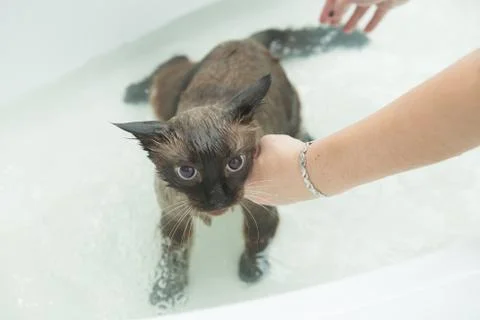 Cat bath. Wet cat.Cat does not like to wash in the bathroom Stock Photos