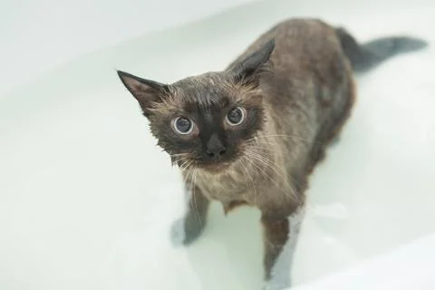 Cat bath. Wet cat.Cat does not like to wash in the bathroom Stock Photos