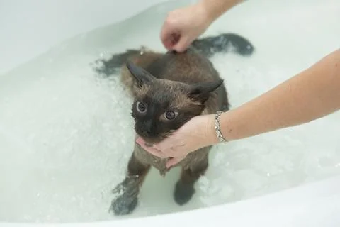 Cat bath. Wet cat.Cat does not like to wash in the bathroom Stock Photos