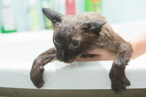 Cat bath. Wet cat.Cat does not like to wash in the bathroom Stock Photos