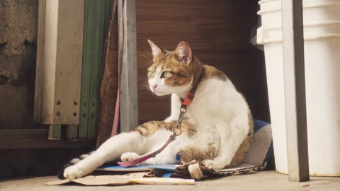 Cat Bathed in Sunlight Sitting in a Funny Pose Stockbeeldmateriaal 333286808