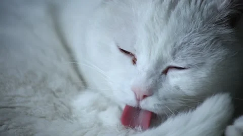 Cat Bathing Video stock 62236078