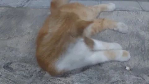 Cat Bathing Stock Footage 283258910