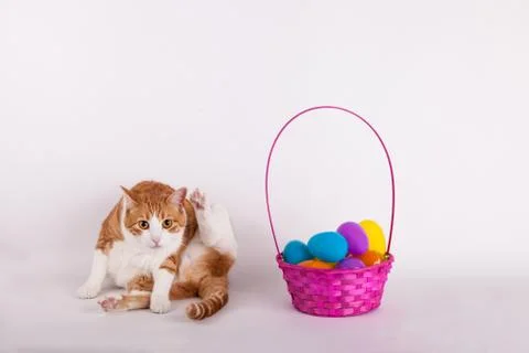 Cat bathing next to colorful Easter egg basket Stock Photos