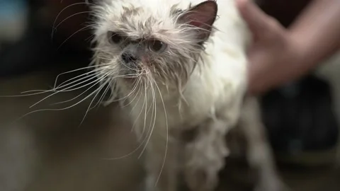 Cat bathing with shampoo and water Stock Footage 158820735