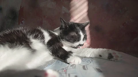 Cat bathing under the sun rays 60fps Stock Footage 83752380